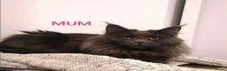 Maine Coon cats for sale: OUTSTANDING SHOW QUALITY MAINE COON KITTENS  - Advert 18