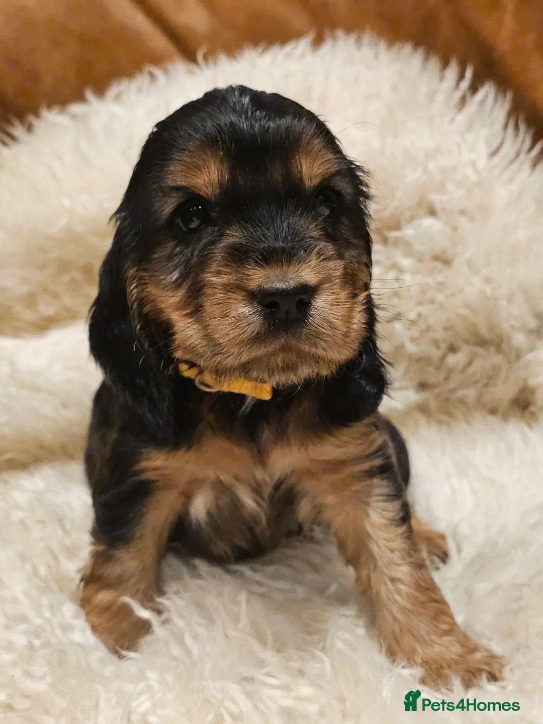 Cocker Spaniel dogs for sale: 5* Show Type Cocker Spaniels Villaspaniol Lines - Advert 24