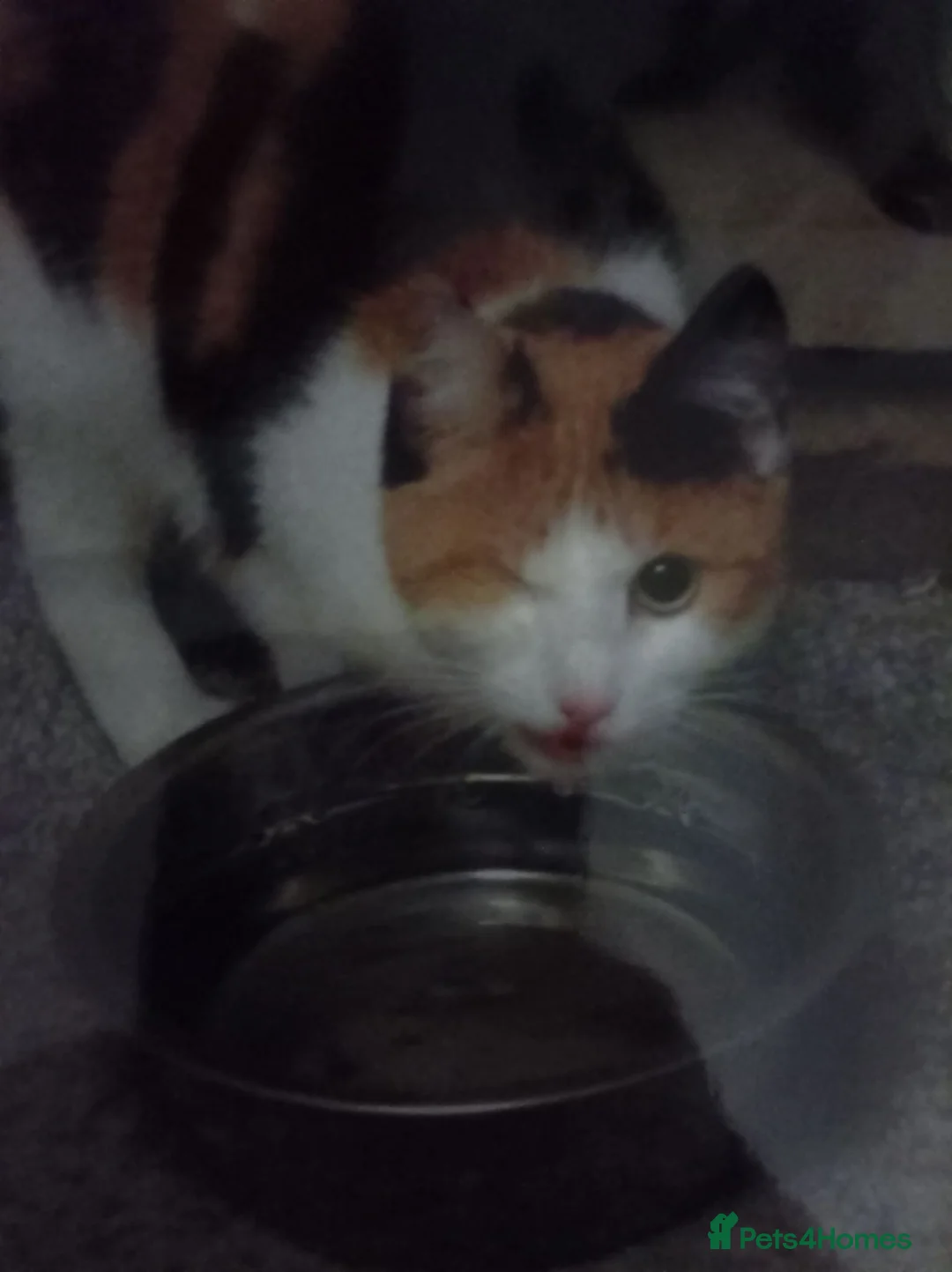 Mixed Breed cats for sale: 7 year old cat in Bradford - Advert 2