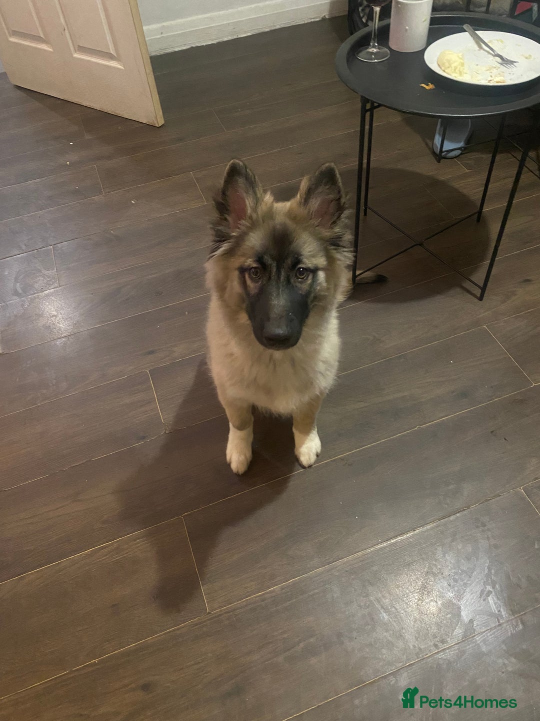 Shepsky dogs for sale: Puppy for sale - Advert 4