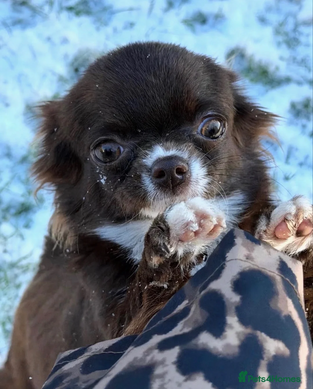 Chihuahua dogs for sale: Beautiful Chocolate Girl Chihuahua  - Advert 2