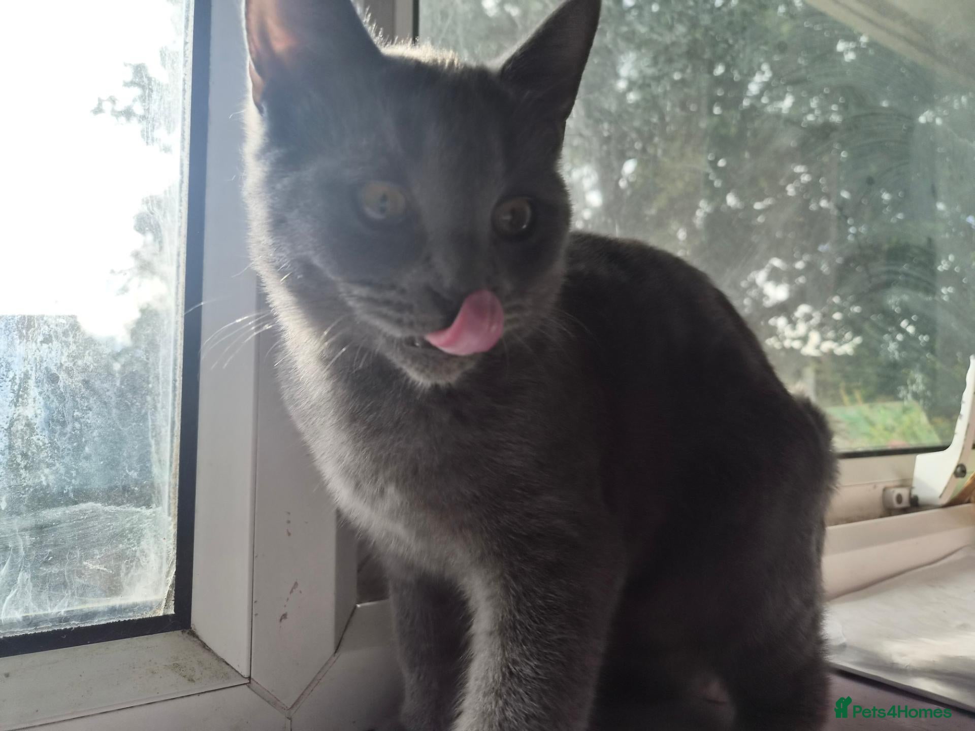 British Shorthair cats for sale:  male british short hair kitten - Advert 3