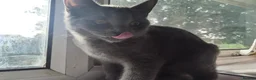 British Shorthair cats for sale:  male british short hair kitten - Advert 1