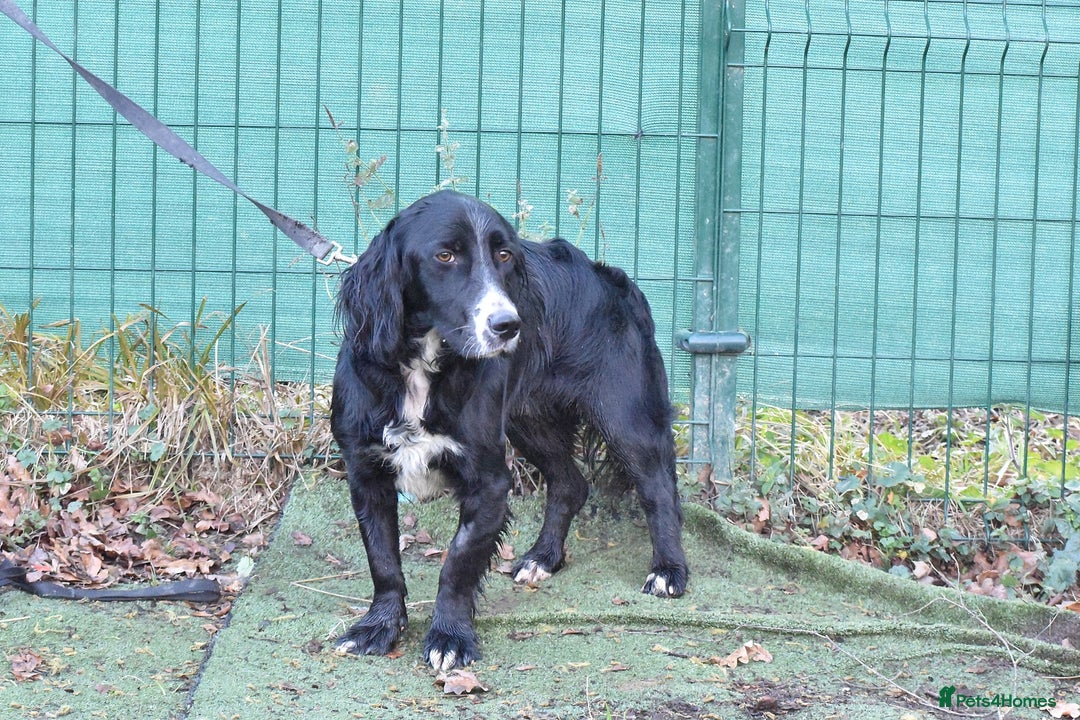 English Setter dogs for adoption: Marshall - Advert 6