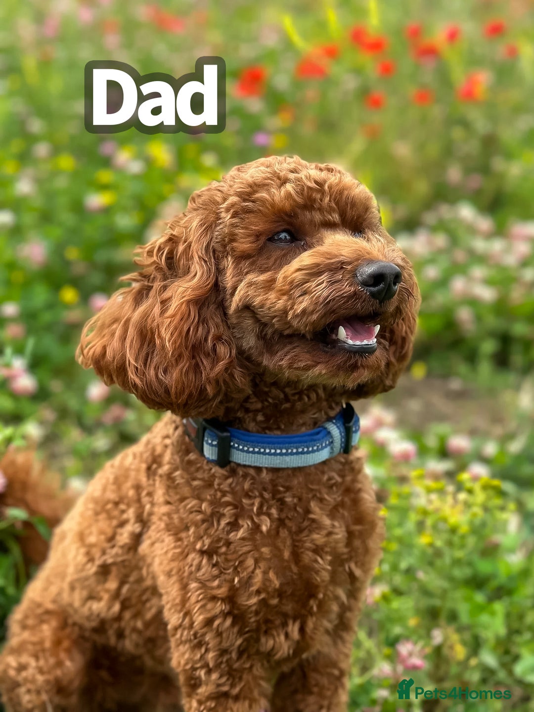 Poochon dogs for sale: Beautiful Red Poochon Puppies – Family Home Raised - Advert 4