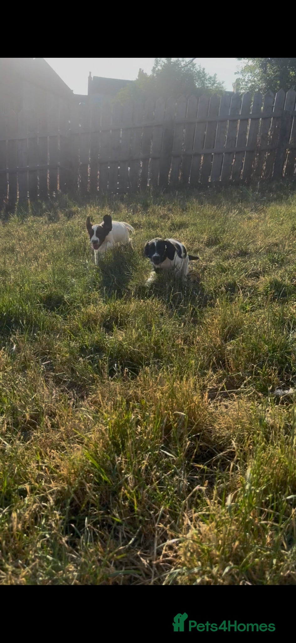 English Springer Spaniel dogs Exceptional ESS pups from tested working parents  - Advert 1