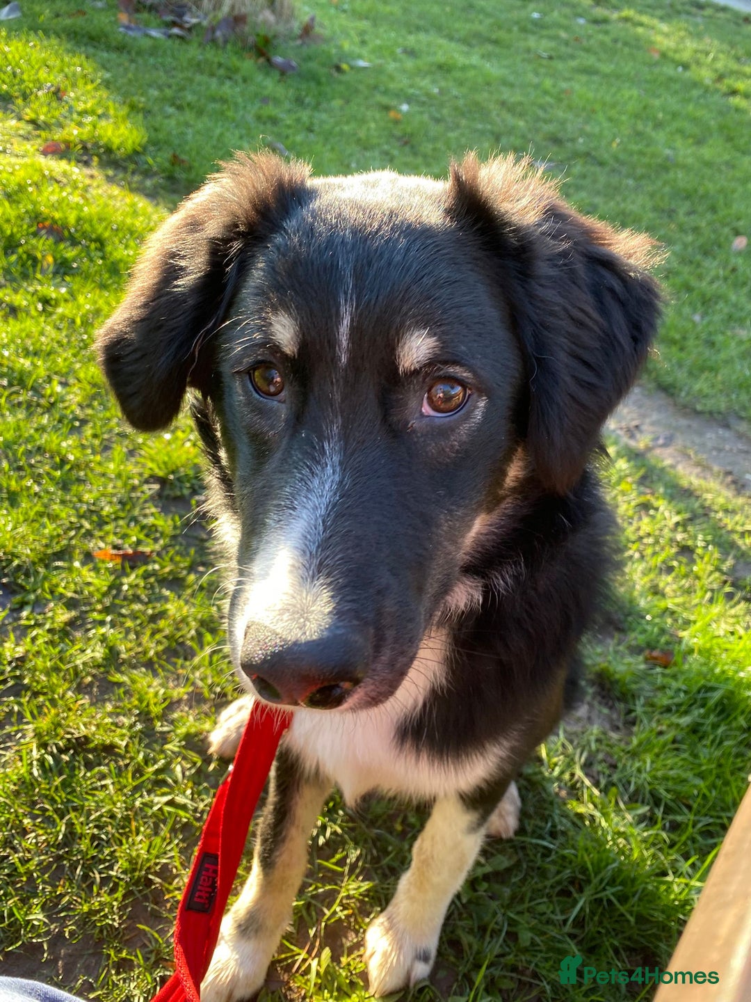Mixed Breed dogs for adoption: 🐾 Meet WOODY 🐾  He's ready for a Loving Family - Advert 2