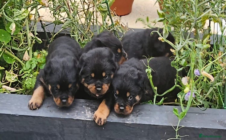 Rottweiler dogs - Advert 5