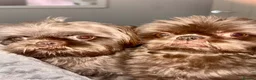 Shih Tzu dogs for stud: Kc registered chocolate brown shitzu - Advert 3