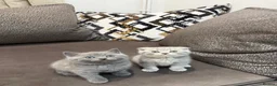 Scottish Fold cats for sale: Scottish Fold x British Shorthair Kittens  - Advert 7