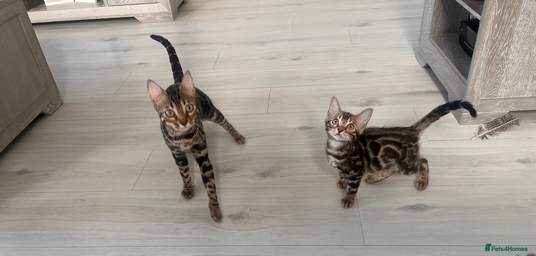 Bengal cats for sale: Stunning full pedigree bengal kittens *READY*  - Image 23