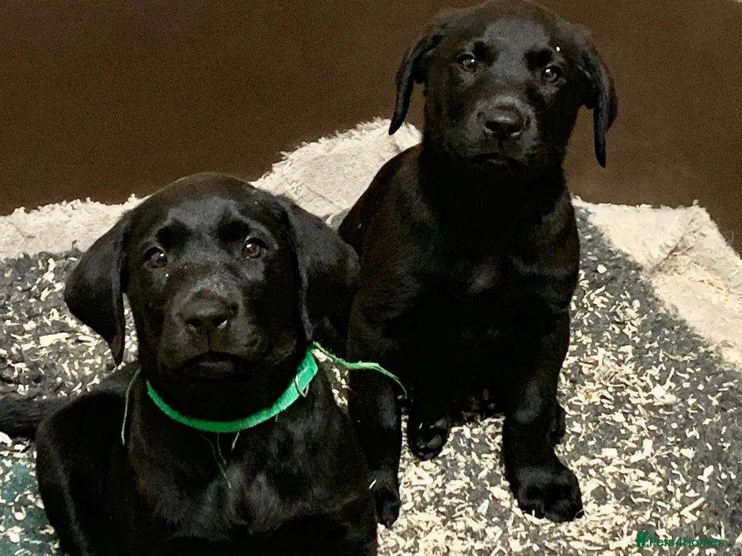 Labrador Retriever dogs for sale: KC Registered Black Labrador Puppies in Pershore - Advert 4