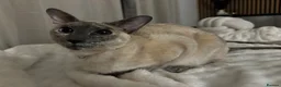 Siamese cats for sale: 2 Siamese older cats in Sheffield - Advert 7