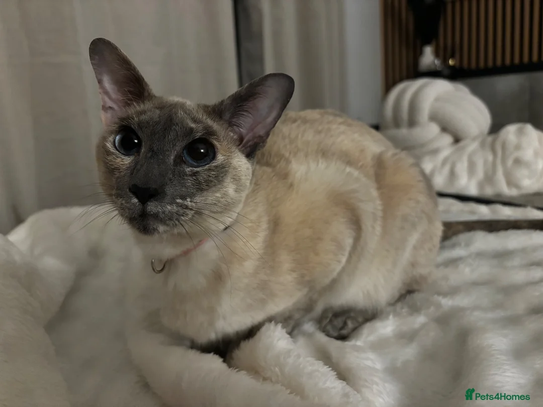 Siamese cats for sale: 2 Siamese older cats in Sheffield - Advert 7