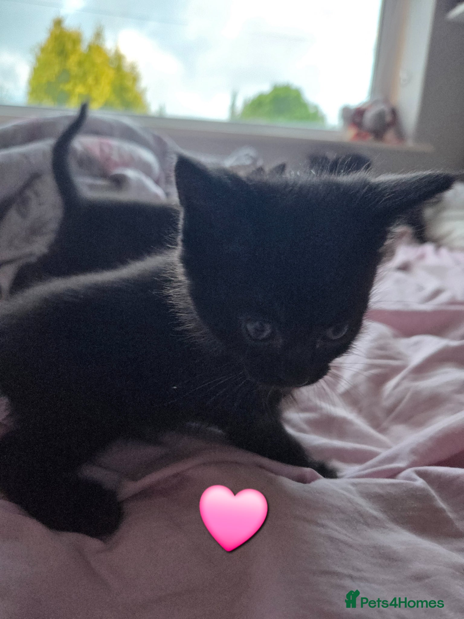 Mixed Breed cats for sale: Stunning kittens British shorthair  x maine coon - Advert 11