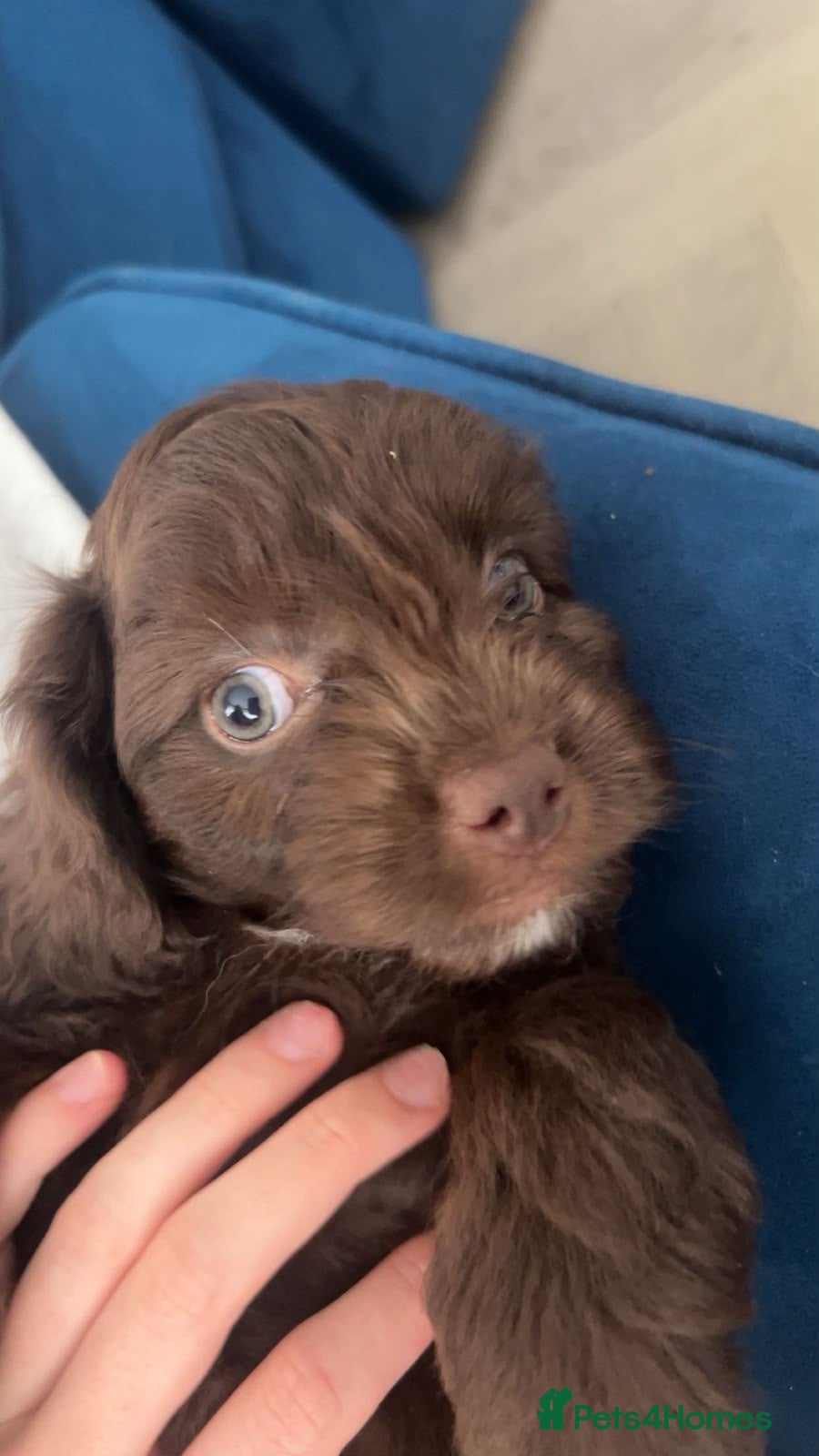 Cavapoo dogs **Ready Now**...Beautiful Cavapoo pups - Advert 10