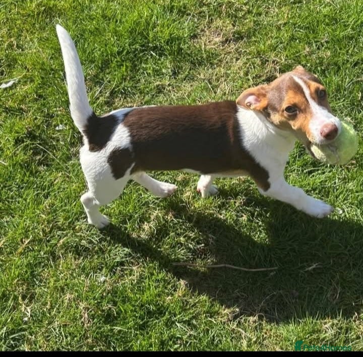 Jack Russell dogs Miniature Jack Russell Terrier  - Advert 1