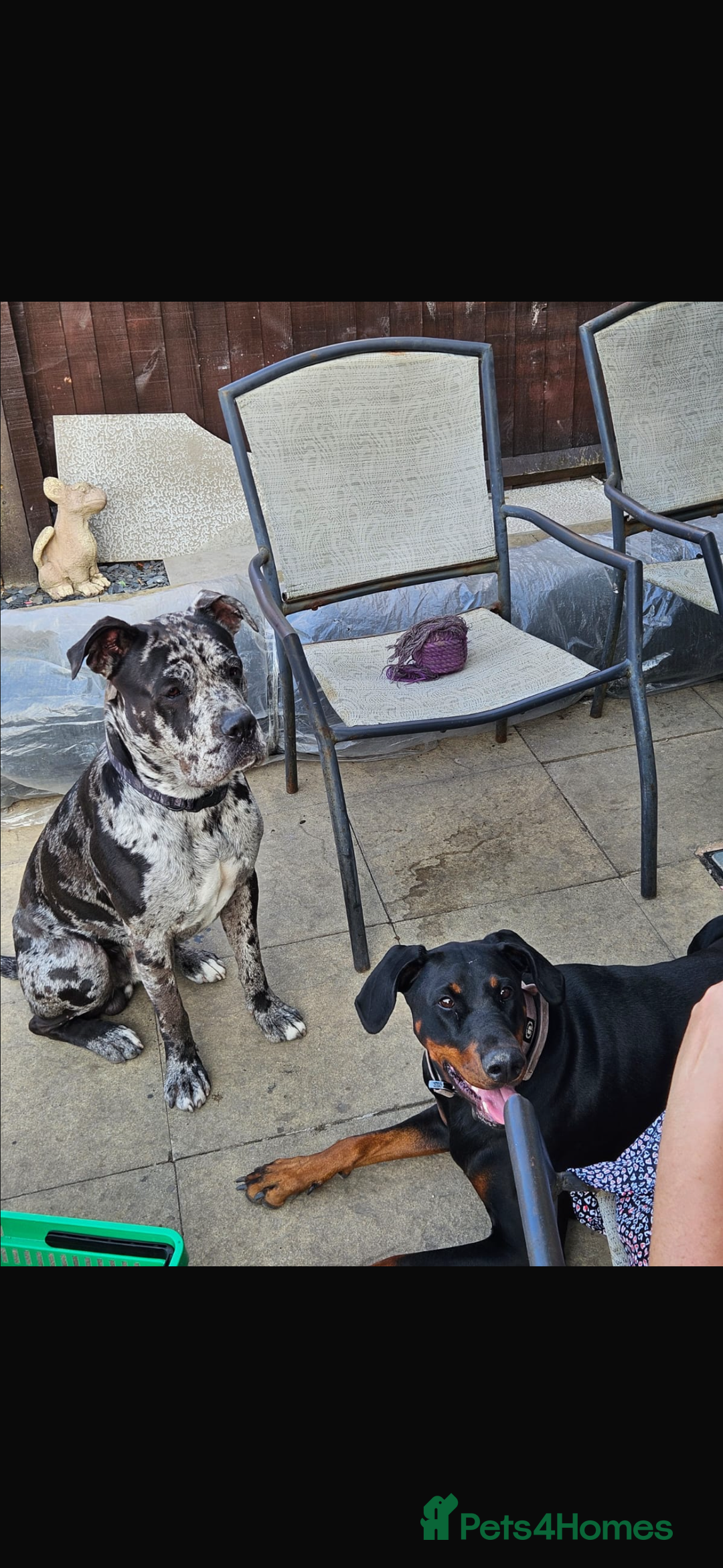 Cane Corso dogs for stud: Pablo the cane corso cross For stud  - Image 6