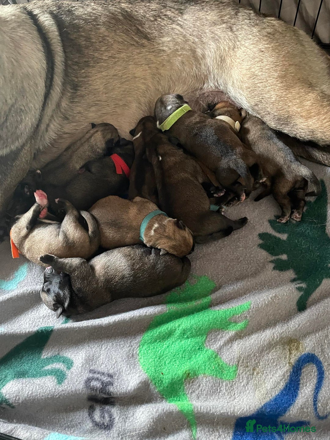 Mixed Breed dogs for sale: Belgian shepherd cross puppies - Advert 2