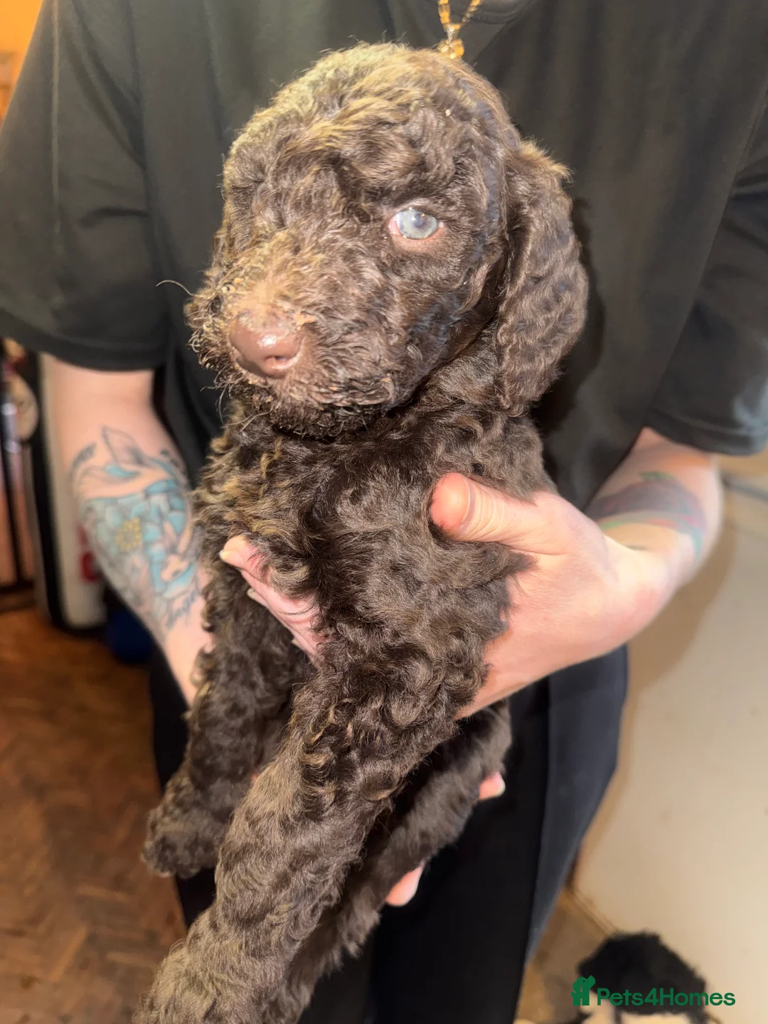 Standard Poodle dogs for sale: Standard poodle puppies  - Advert 6