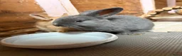 Mixed Breed rabbits for sale: 7 Baby Rabbits Looking for Their Forever Home in Cheadle - Advert 3