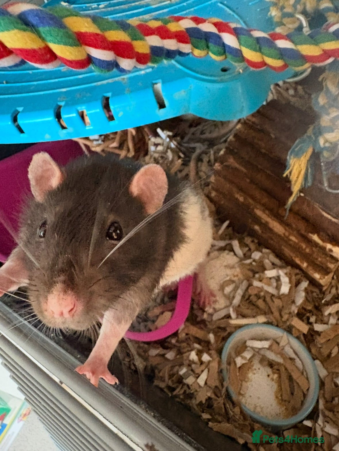 Rat rodents Lovely male pet rats - Advert 6