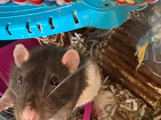 Rat rodents Lovely male pet rats - Advert 16