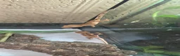 Gecko reptiles for sale: Crested geckos PLEASE READ THE DESCRIPTION - Advert 2
