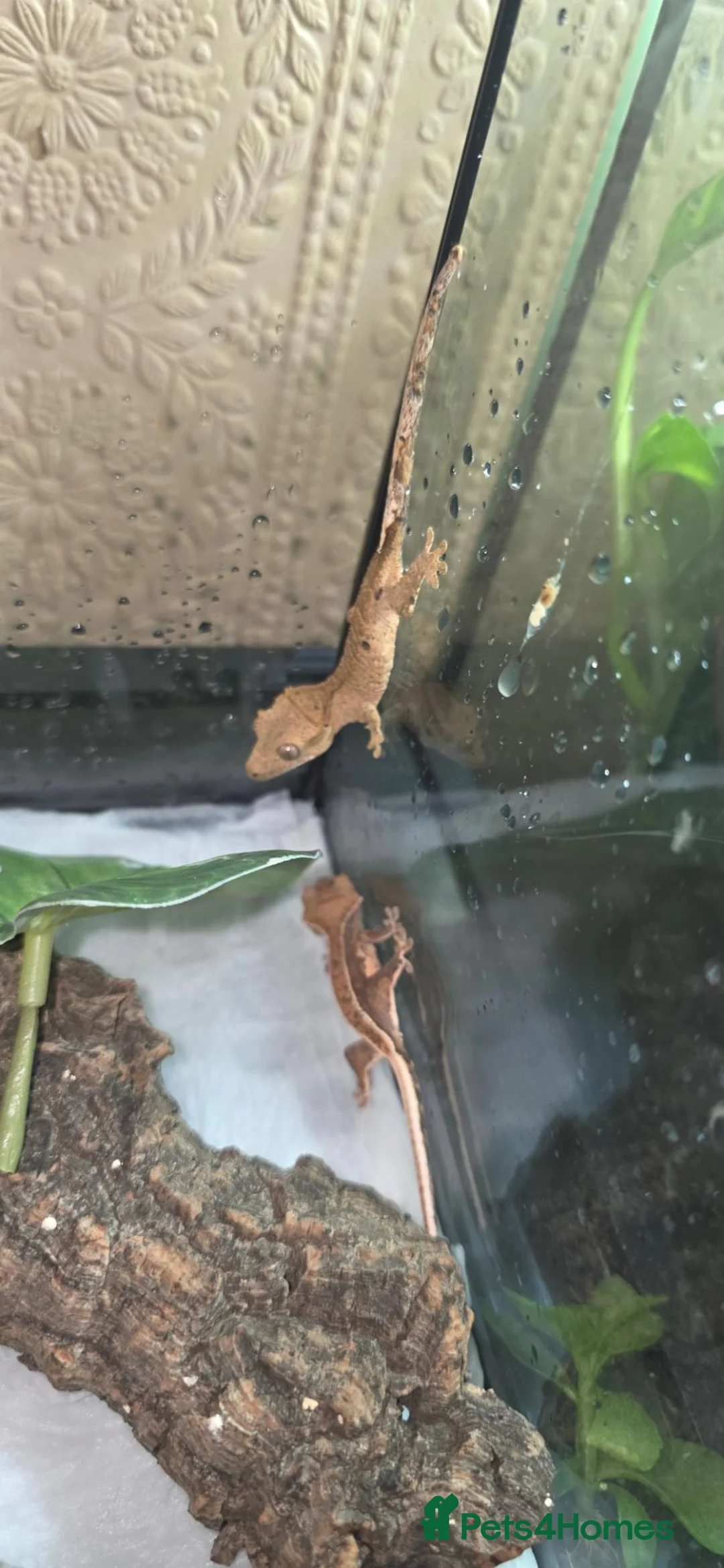 Gecko reptiles for sale: Crested geckos PLEASE READ THE DESCRIPTION - Advert 2
