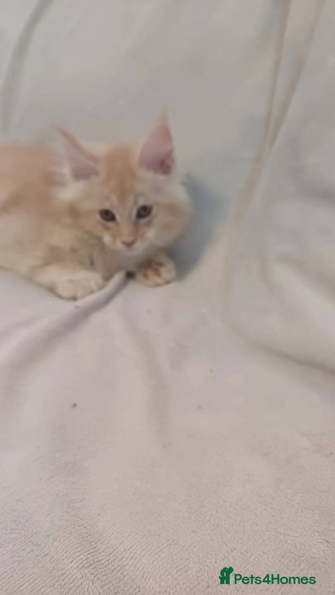 Maine Coon cats for sale: Maine Coon kittens - Advert 8