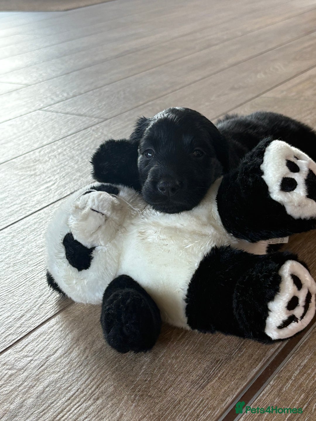 Flat coated Retriever dogs for sale: Beautiful home reared pups  - Image 12