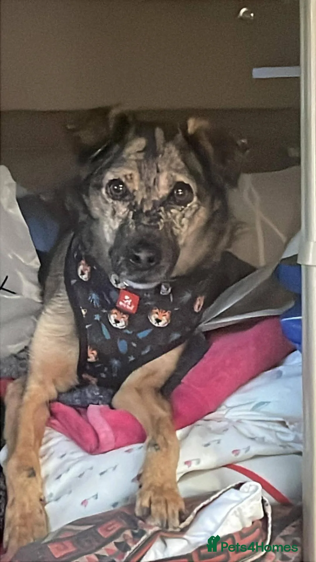 Mixed Breed dogs for adoption: Meet Lola, currently residing in Dorset in Dorchester - Advert 2
