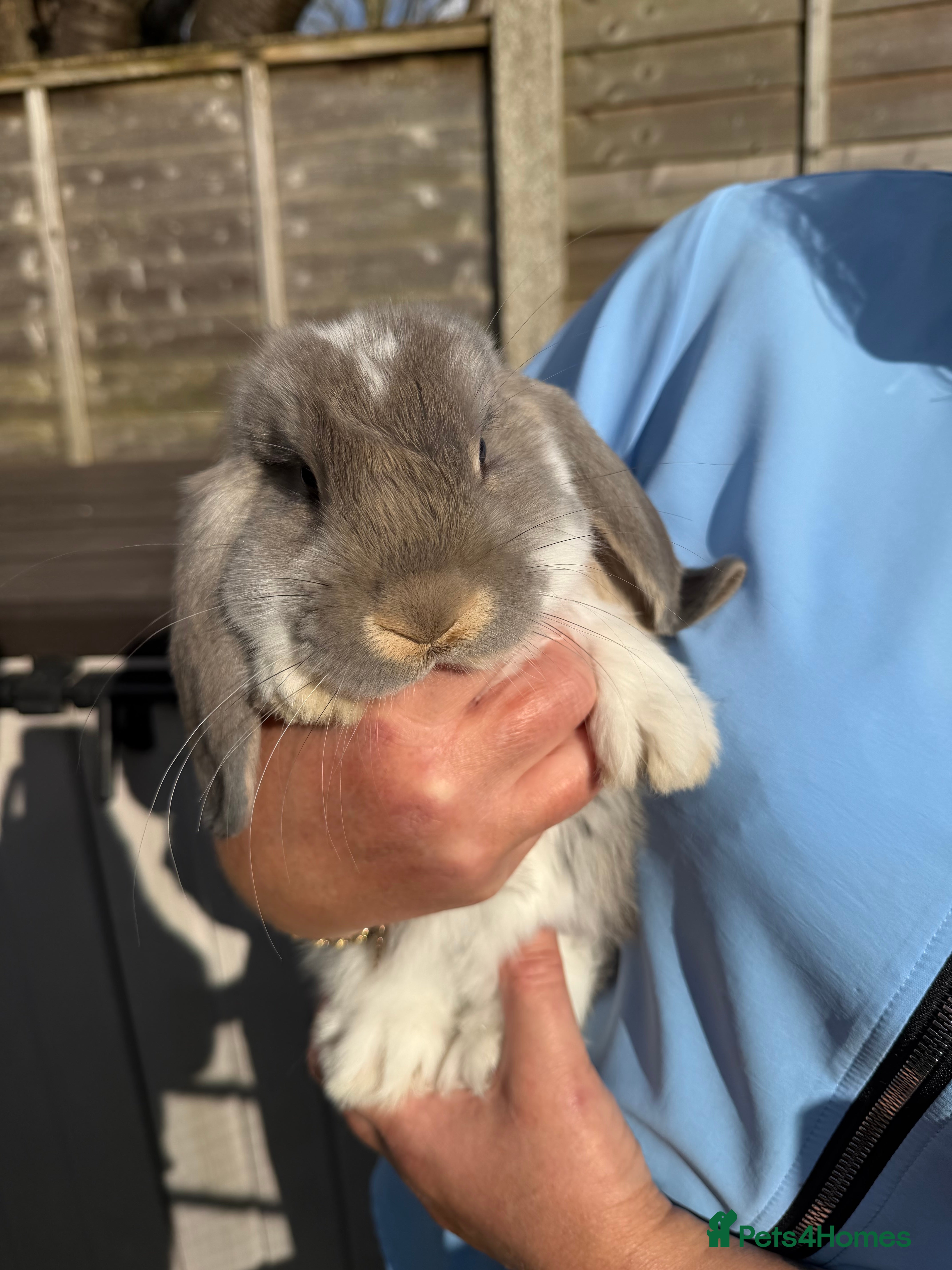 French Lop rabbits French lops  - Advert 1