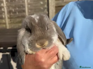 French Lop rabbits French lops - Advert 9