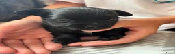 Chihuahua dogs for sale: Beautiful long haired black chihuahua puppies in Oxted - Advert 19