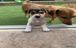 Jack Russell dogs for sale: 🐾Jack Russell Puppies🐾 - Image 28