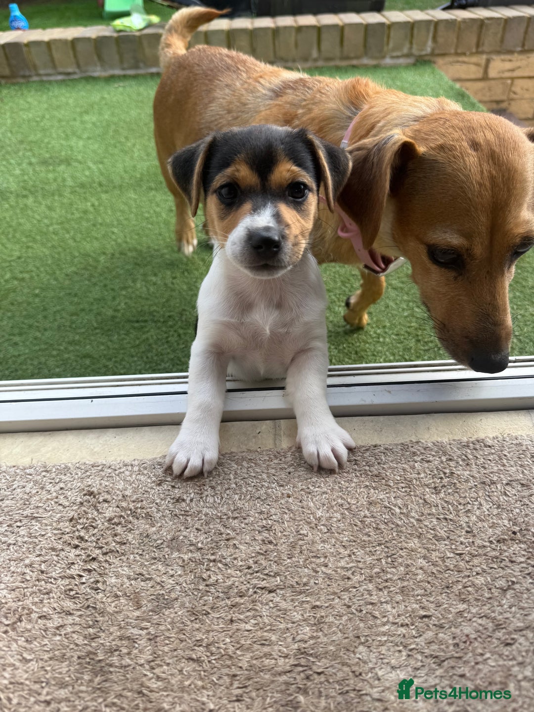 Jack Russell dogs for sale: 🐾Jack Russell Puppies🐾 - Image 28