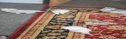 Persian cats for sale: Persian kitties in Alloa - Advert 11