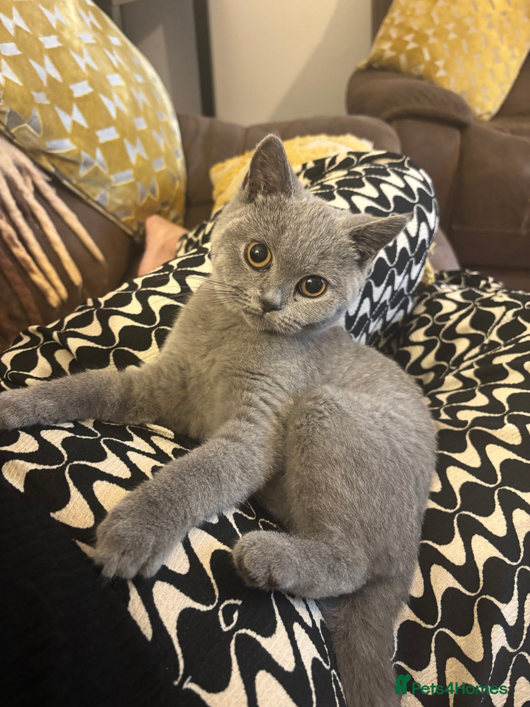British Shorthair cats for sale: Beautiful BSH Kitten 1 Female.  GCCF. READY NOW  - Advert 2