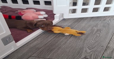 Miniature Dachshund dogs - Advert 7