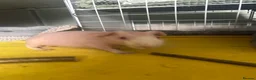 Guinea Pig rodents for sale: Male skinny pig  - Advert 4