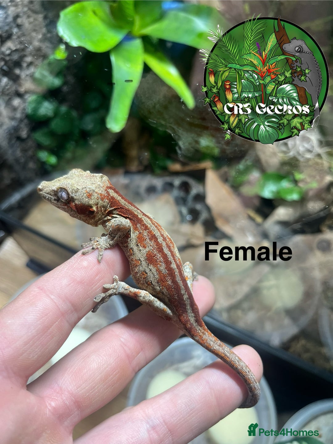 Gecko reptiles for sale: Crested gecko and gargoyles male and female  - Advert 5