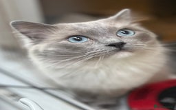 Ragdoll cats for sale: Ragdoll kittens can hold for Christmas 🎅🏼  - Image 7