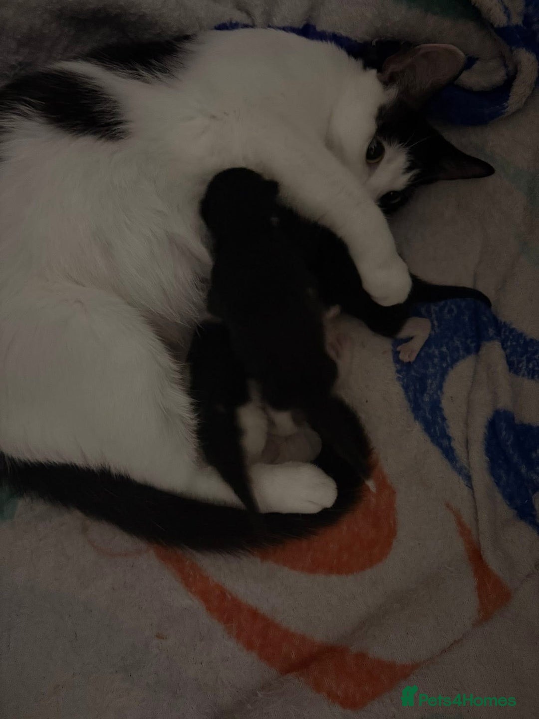 Mixed Breed cats for sale: 3 beautiful black and white kittens  - Image 2