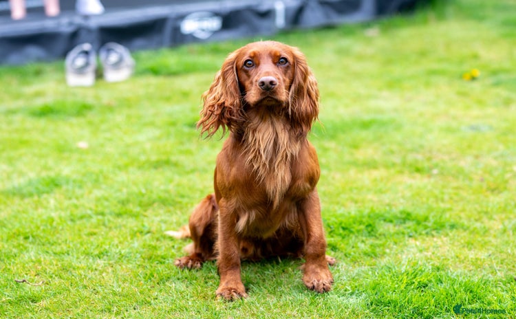 Cocker Spaniel dogs - Advert 4