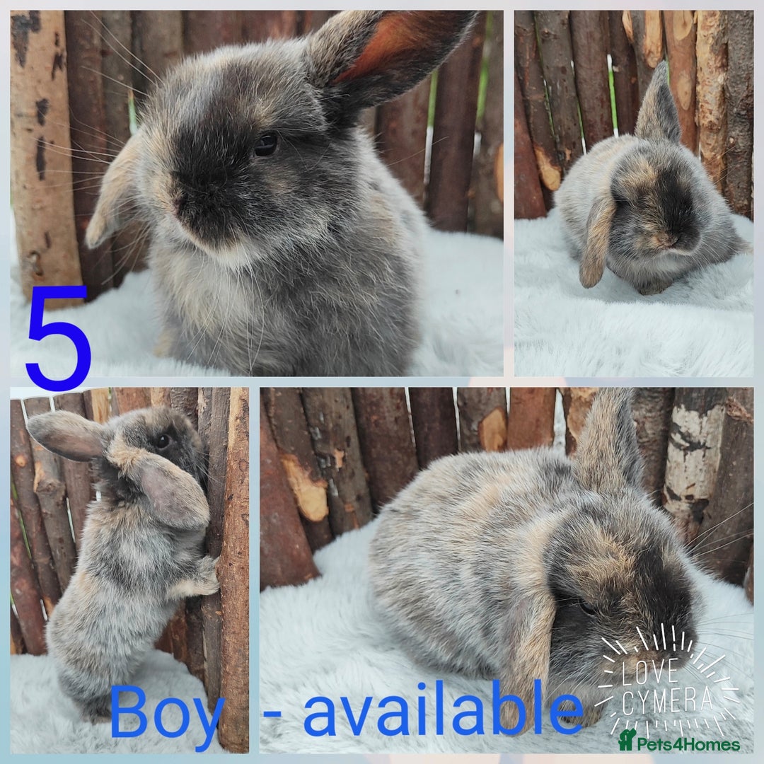 Mini Lop rabbits for sale: Mini lop and mini lop lion head   - Image 10