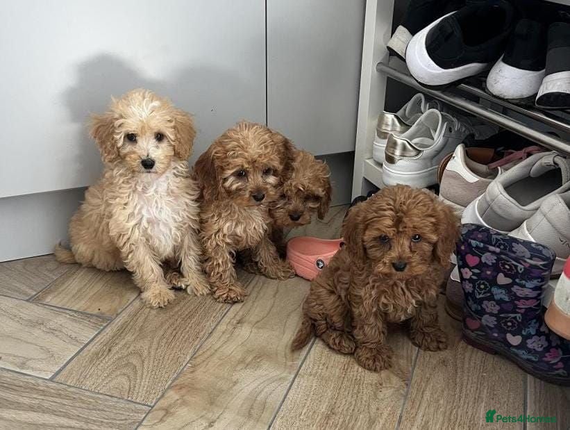 Cavapoo dogs Fully health checked stunning F1 Cavapoos - Advert 1