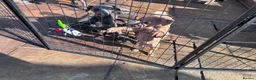 Whippet dogs for sale: 5 beautiful whippet puppies - Advert 5