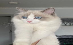 Ragdoll cats for sale: Adult blue bi male  - Image 3