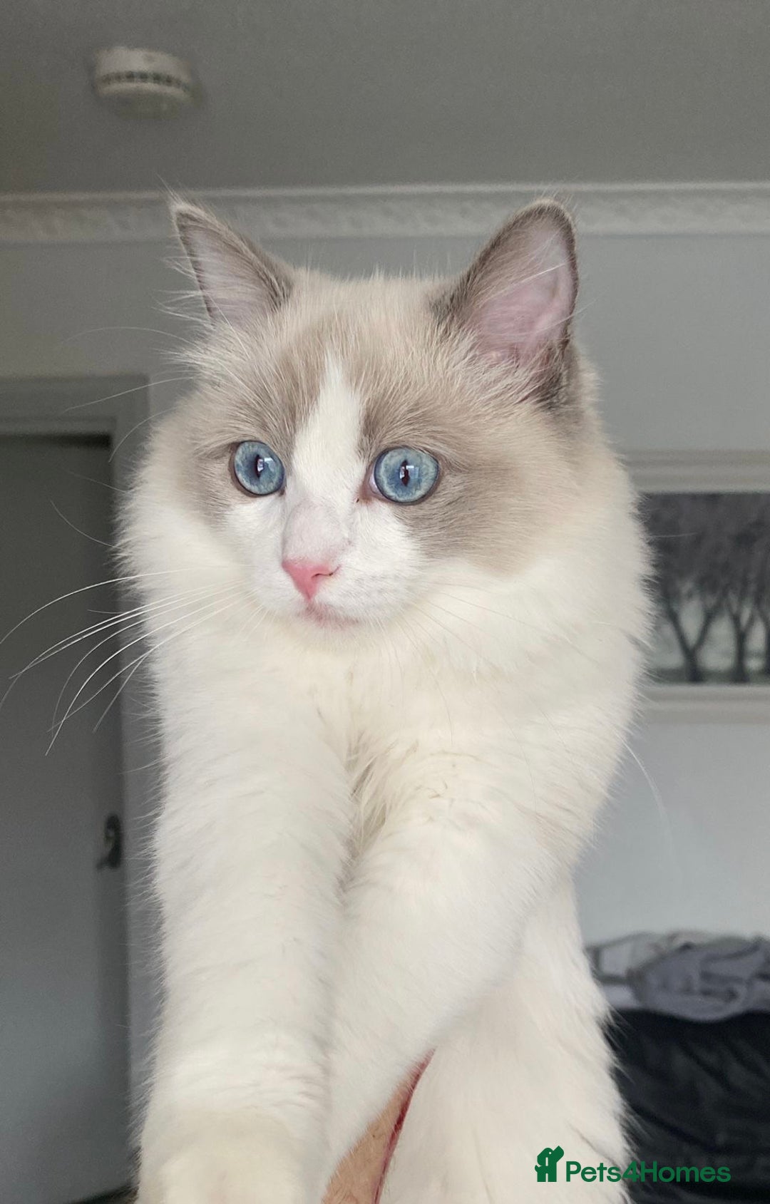 Ragdoll cats for sale: Adult blue bi male  - Image 3